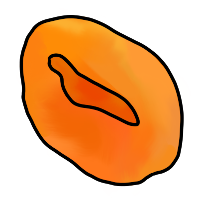 A dried apricot